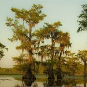 Caddo Lake National Wildlife Refuge