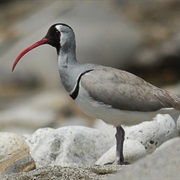 Ibisbill