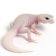 Gecko