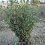 Thymus Mastichina
