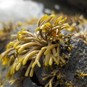 Channelled Wrack (Pelvetia)