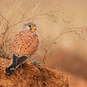 Kestrel