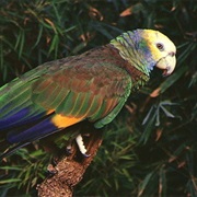 St. Vincent Parrot (St. Vincent & the Grenadines)