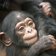 Chimpanzee