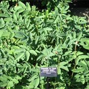 Canadian Burnet (Sanguisorba Canadensis)