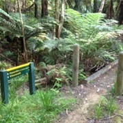 Morepork and Onekainga Tracks
