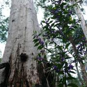 Jane National Park (WA)