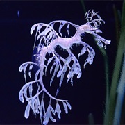 Sea Dragon
