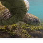 Watching Wildlife and Snorkeling on Galapagos, Ecuador