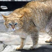 Chinese Mountain Cat