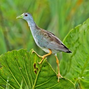 Azure Gallinule