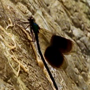 Damsel Fly