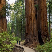 See the Redwoods
