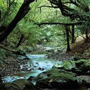 Go for a Bush Walk in Otari-Wiltons Bush Reserve