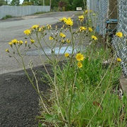 Beaked Hawk's-Beard (Crepis Vesicaria)