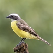 Social Flycatcher (Myiozetetes Similis)