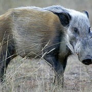 Bushpig