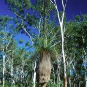 Goodedulla National Park (QLD)
