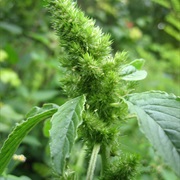 Red-Root Amaranth (Amaranthus Retroflexus)