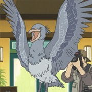 Shoebill
