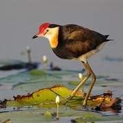 Jacana