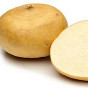Jicama