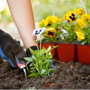 Plant a Garden/Flowers