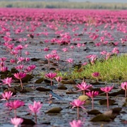 Red Lotus Lake - Kumphwapi, Thailand