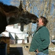 Friendly Moose