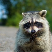 Racoon
