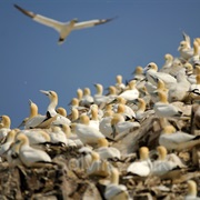 Bass Rock & the East Lothian Coast, Scotland
