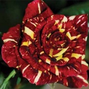 Tiger Rose