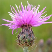 Knapweed