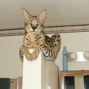 Savannah Cat