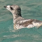 Kittlitz's Murrelet