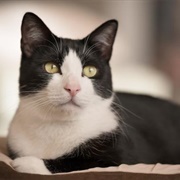 Tuxedo Cat