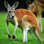 Fed a Kangaroo