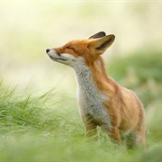 Try to Sneak a Peek of Wild Living Animals