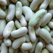 Flageolet Bean