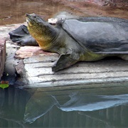 Yangtze Giant Softshell Turtle