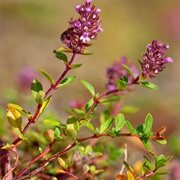 Broad-Leaved Thyme (Thymus Pulegioides)