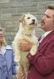 Anchorman: The Legend of Ron Burgundy. (2004)