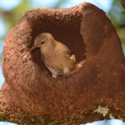 Rufous Hornero (Furnarius Rufus)