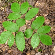 Wild Sarsaparilla (Aralia Nudicaulis)