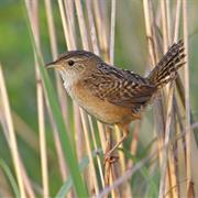 Sedge Wren