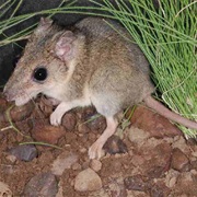 Carpentarian Dunnart