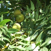 Northern California Walnut (Juglans Hindsii)