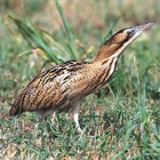 Eurasian Bittern