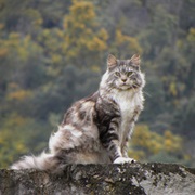 When They Are Majestic