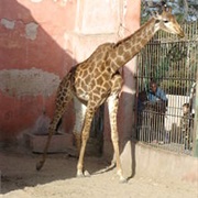 Alexandria Zoo, Egypt